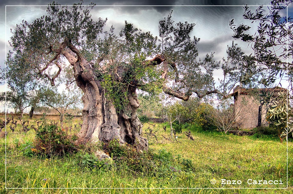 Ulivo in Sicilia Occidentale